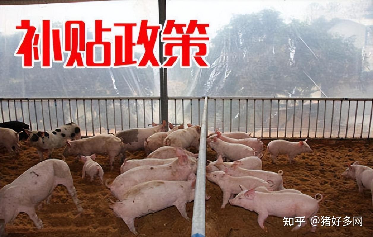 “政策扶持”成散养户心中“一根刺”，散养户何时才能分一杯羹？ - 知乎