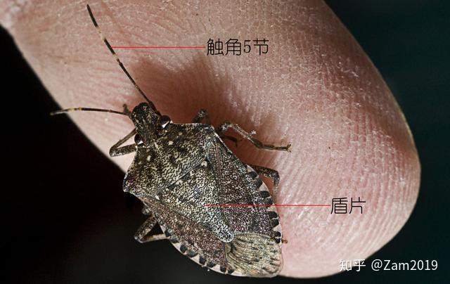 苍天啊!同样是蝽,为什么你却是吃蝽的蝽 - 知乎