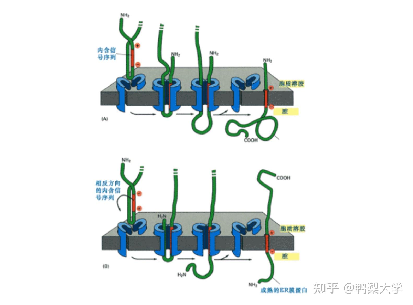 想求一下内质网多次跨膜蛋白整合到膜上的具体过程(最好有图谢谢大佬们了orz)? 知乎