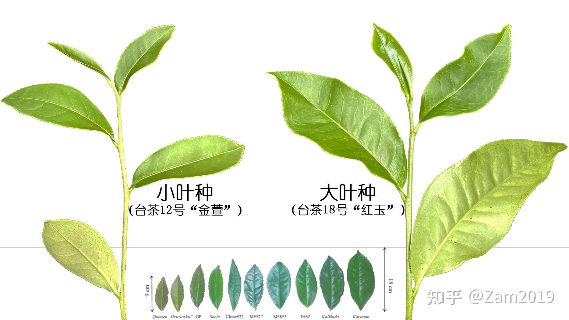茶考记|探索小小茶叶的大大世界(上) - 知乎