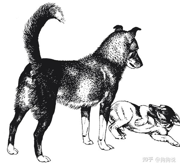 狗语入门指南 浅谈学习 狗语 对人犬共同生活的意义 知乎
