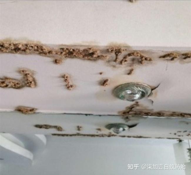 白蚁在墙角的排泄物图片