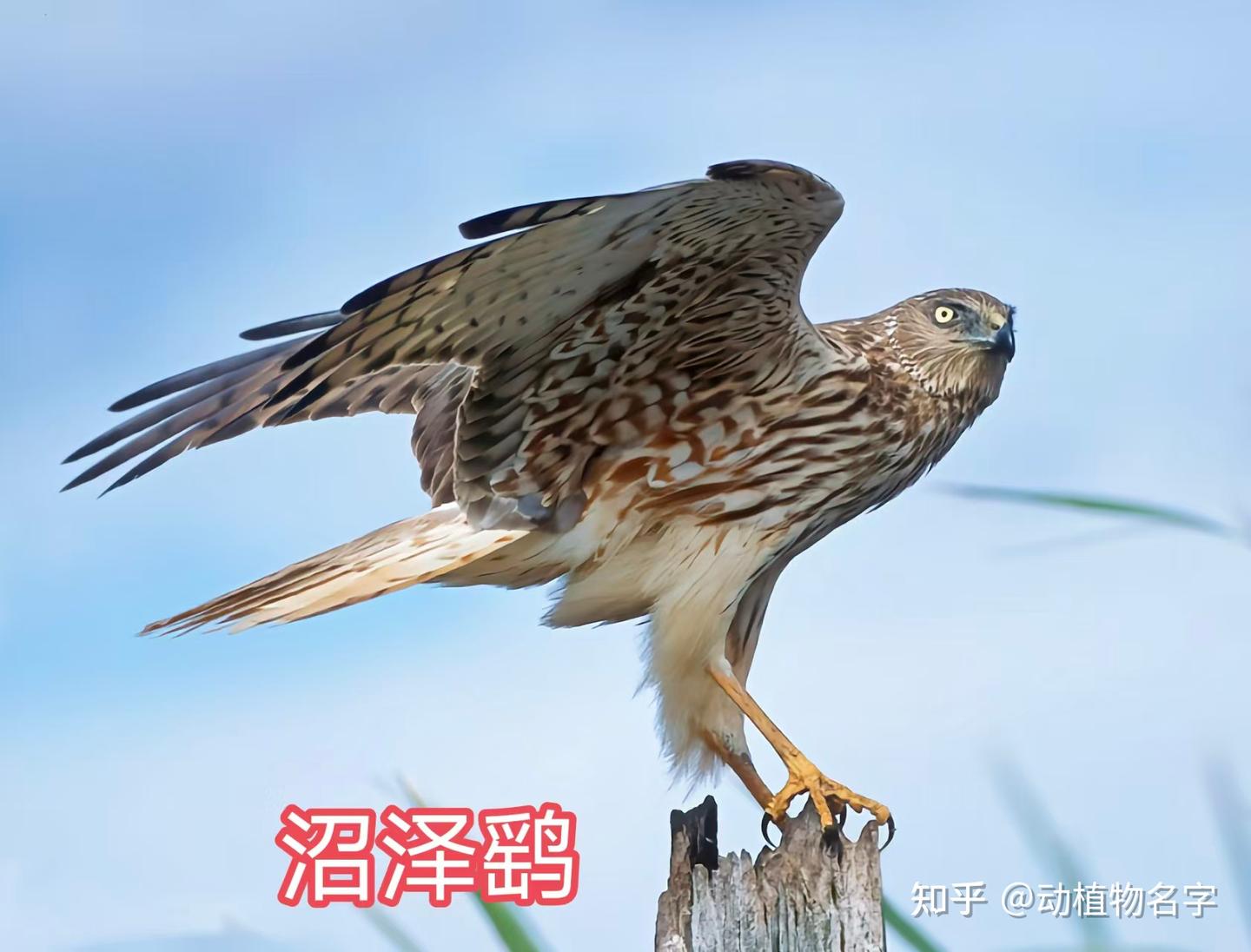 85图带您了解鹰科的鸟类,它们是苍穹之上的猛禽王者 - 知乎