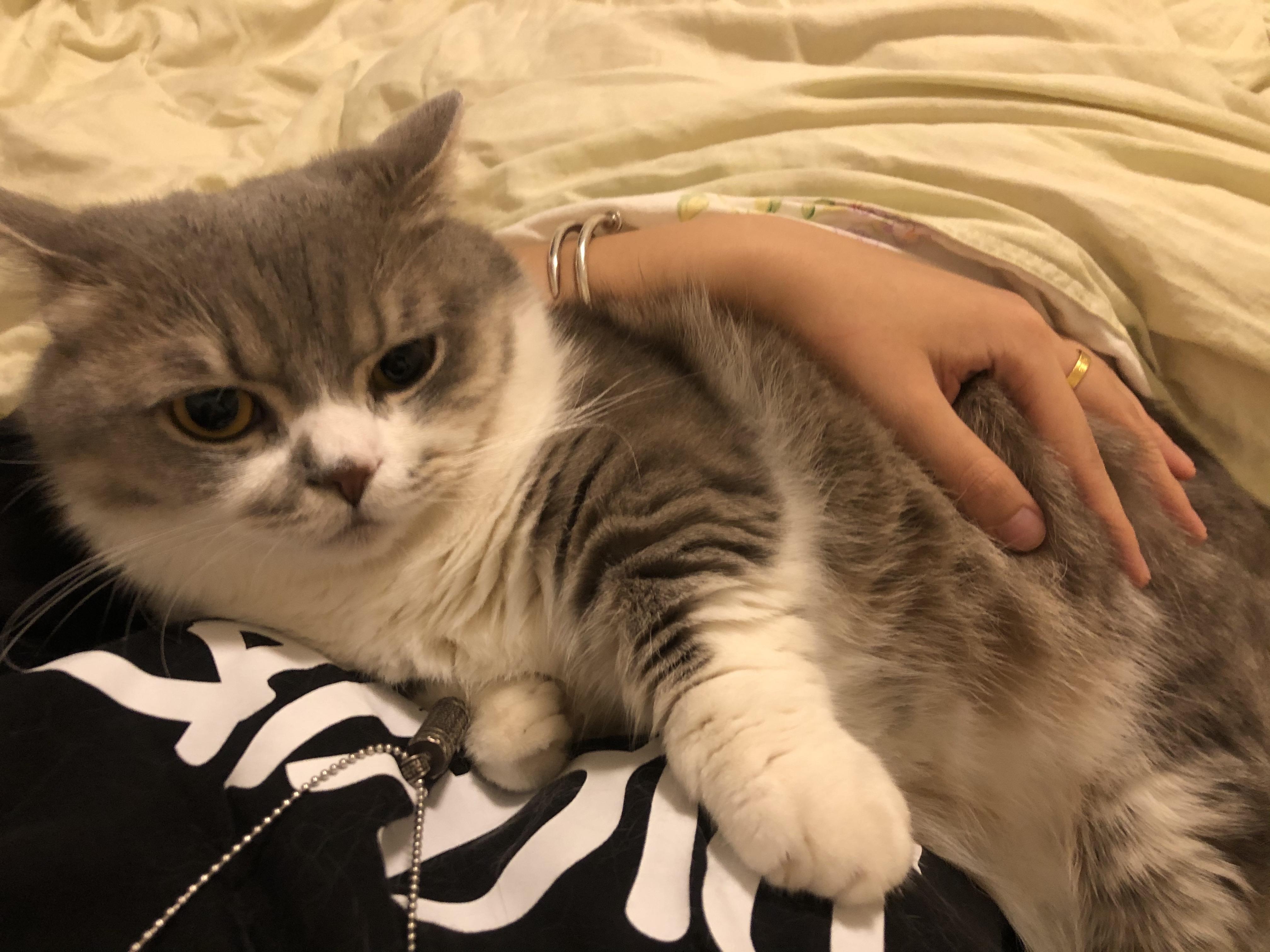 心情不好,可以给我发一些可爱的猫咪图片吗?