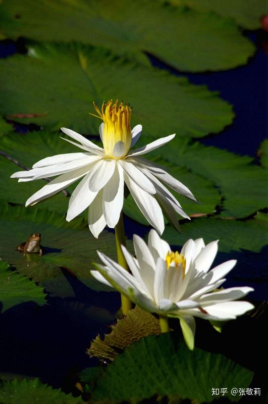 生態客分科識花圖鑑1睡蓮科