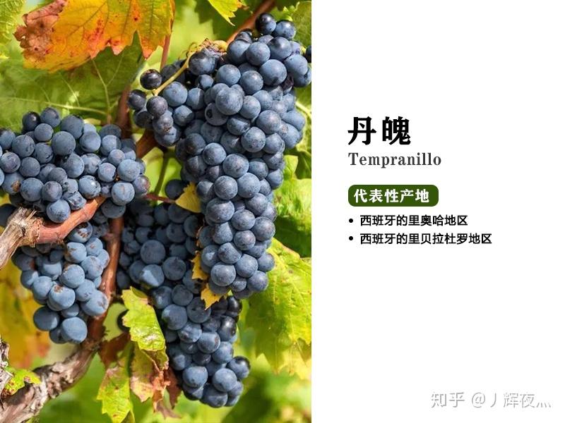 葡萄酒基础知识24种具有代表性的葡萄品种
