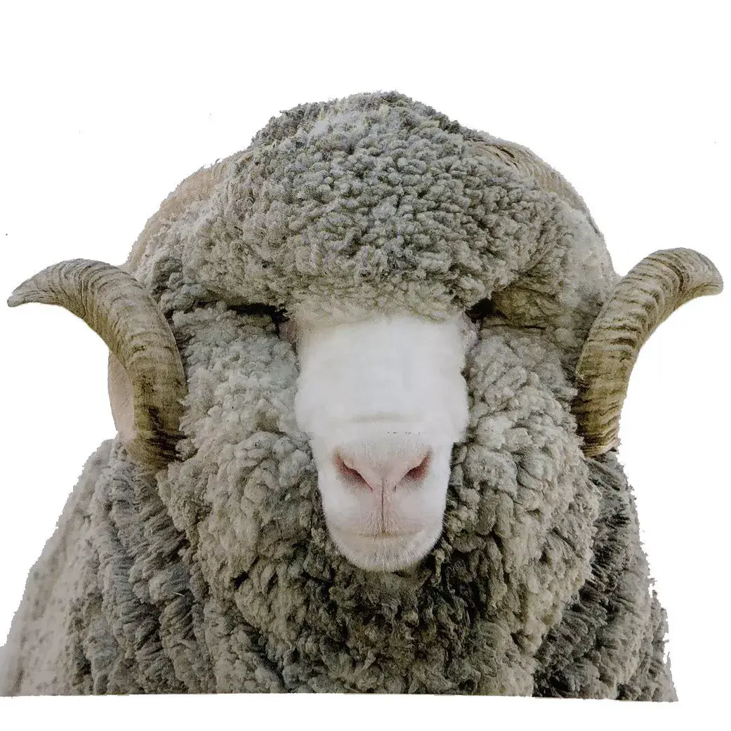 厂家直销澳大利亚填充羊毛 天然羊毛羊绒彩色羊毛高蓬松-阿里巴巴