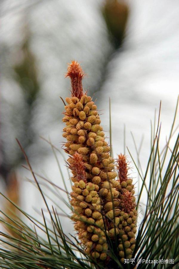 和顺的松花糕 知乎