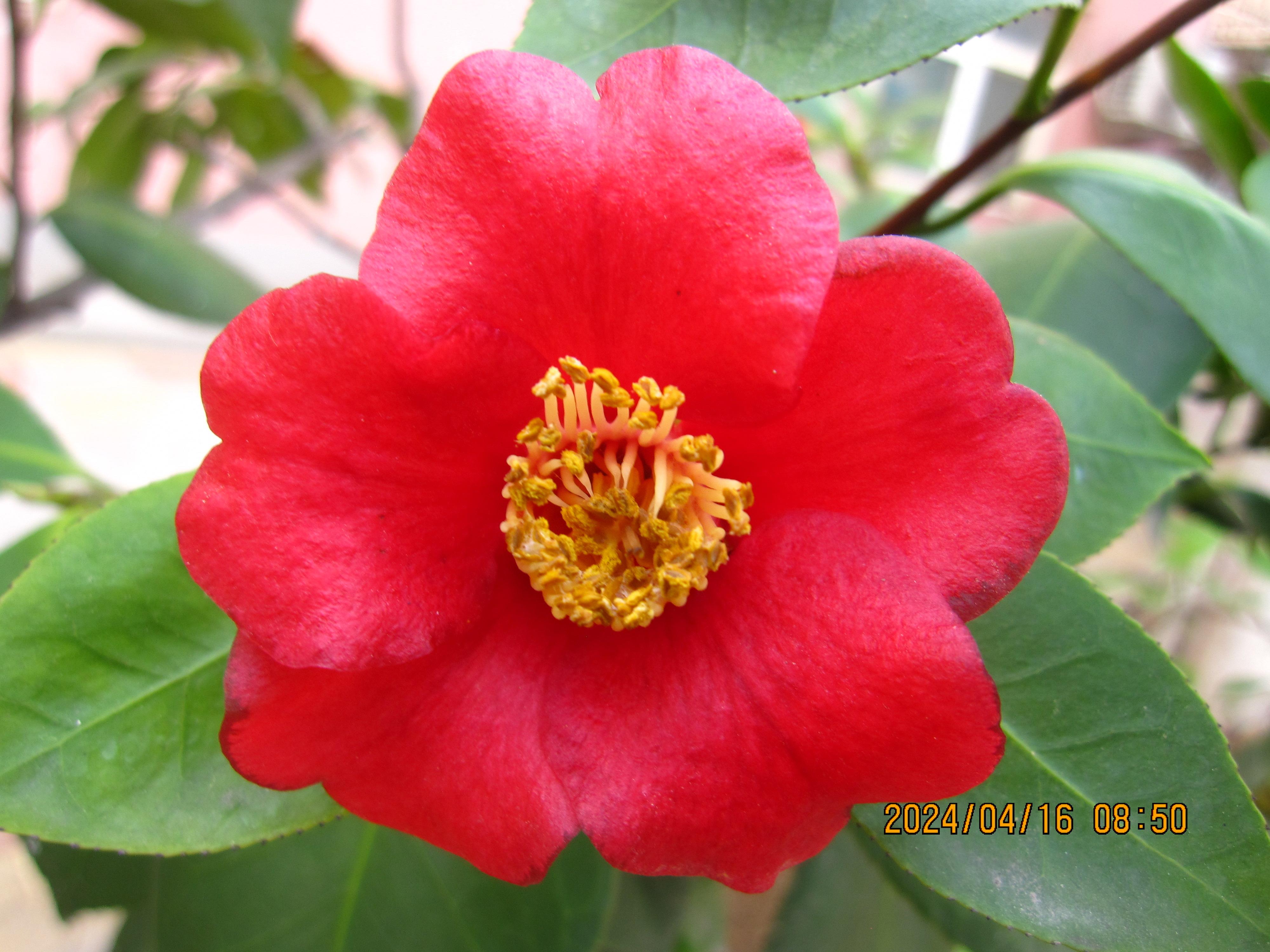 富正春行为艺术青澳带青字我喜欢研究颜色