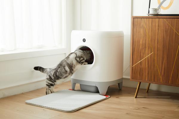 小佩宠物如何教会爱宠好好上厕所