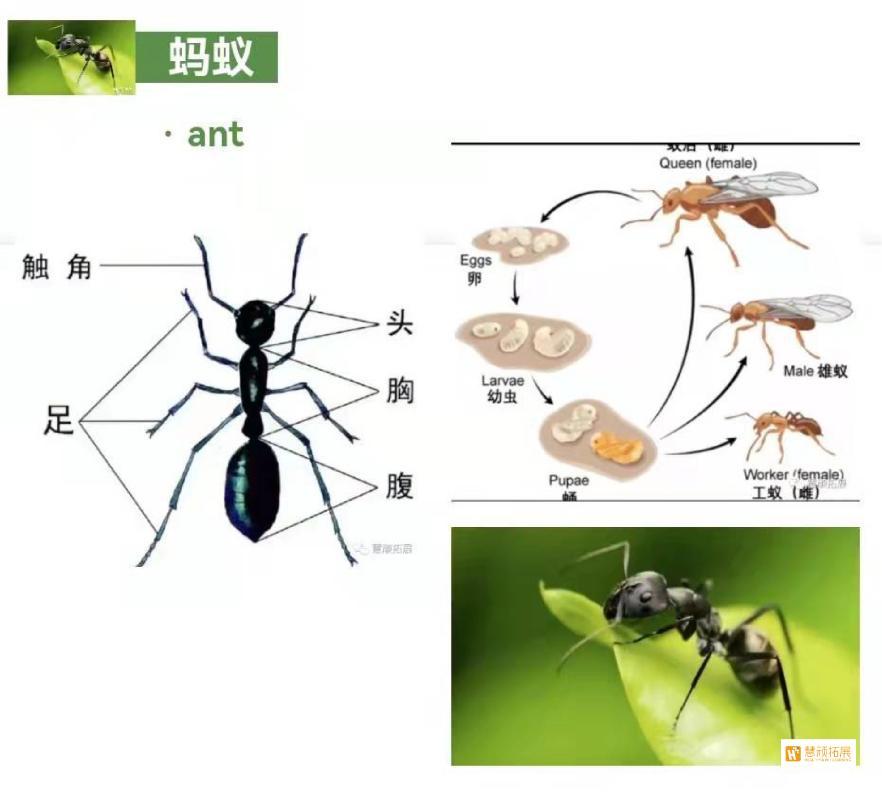 慧顽拓展奇妙的昆虫