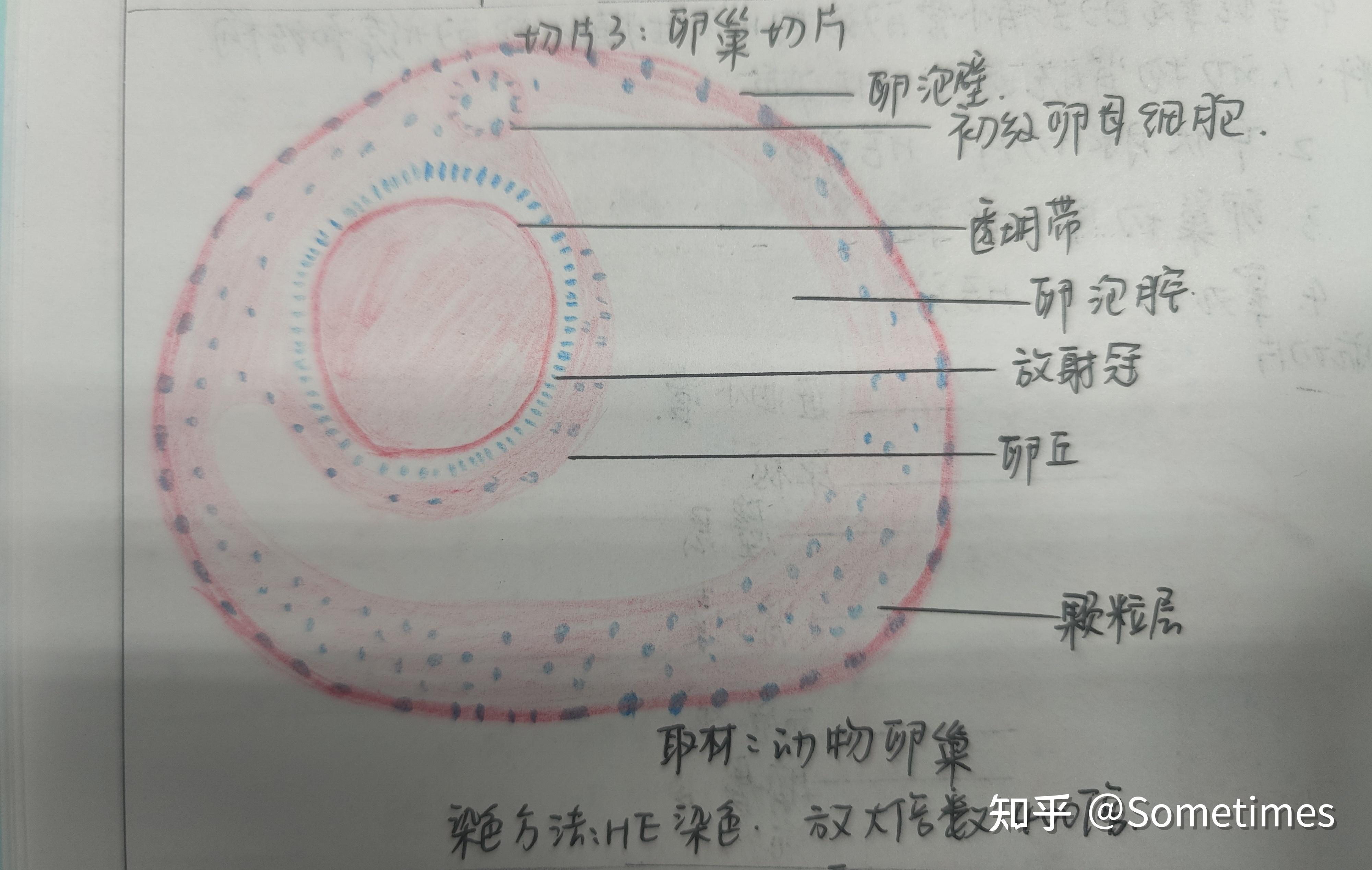 组胚睾丸画图图片