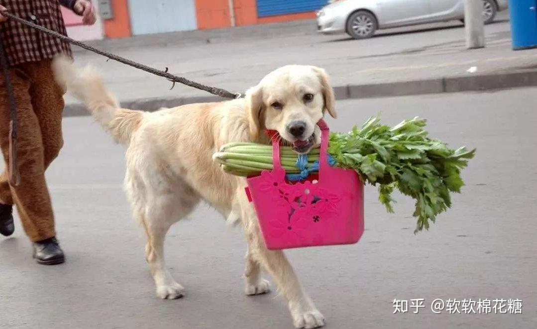 养狗旺财原来是真的有6点可证明