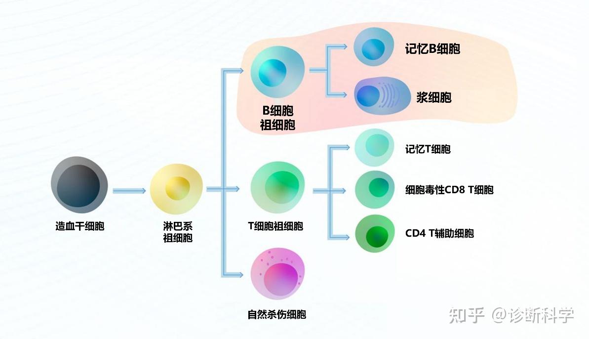 在我们体内,B细胞是如何工作的 - 知乎