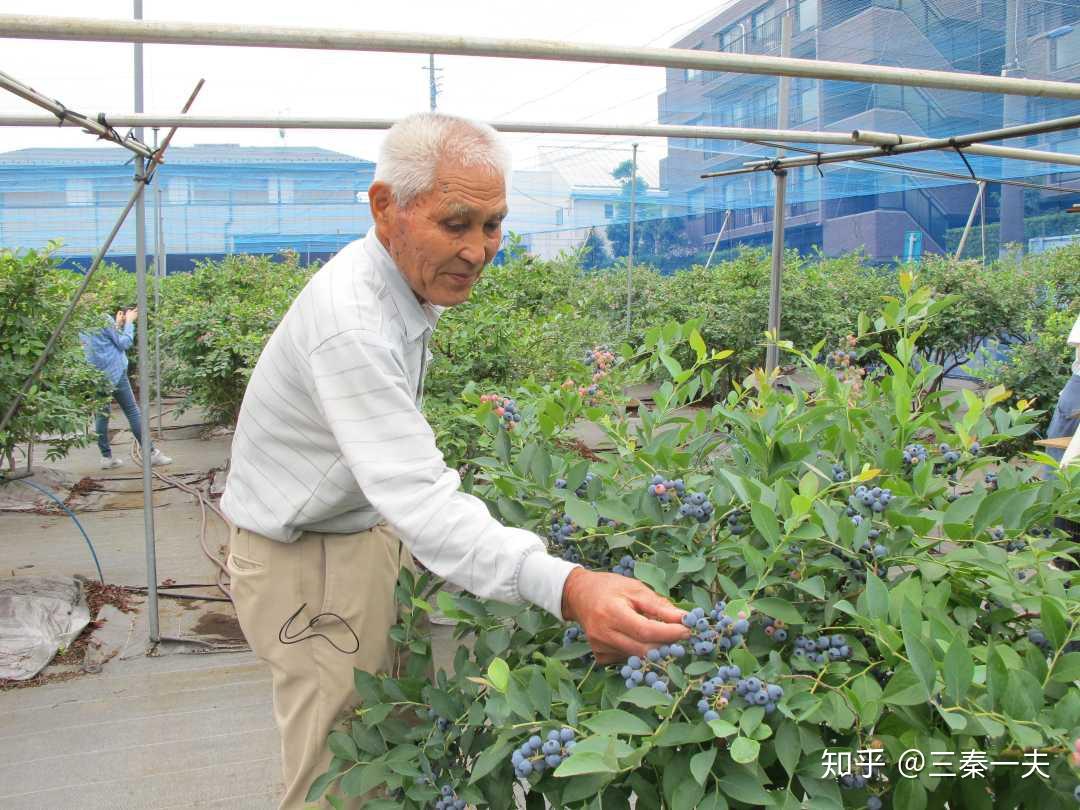 东京城市农业花样多