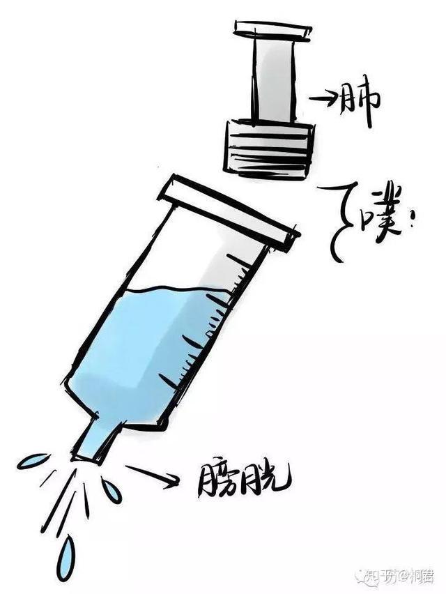 蔻仁,厚朴,法夏,炒曲芽化湿宽中除胀连翘散湿结,清气分热苡仁,滑石