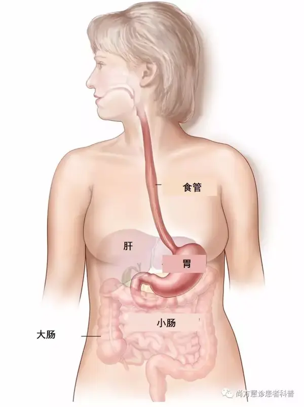 一文读懂食管癌的病理报告 知乎