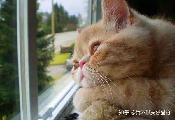 猫咪为什么总是在发呆这6个原因很多人不知道