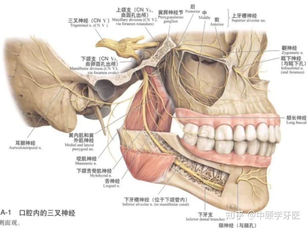 口腔麻醉神经分布图片图片