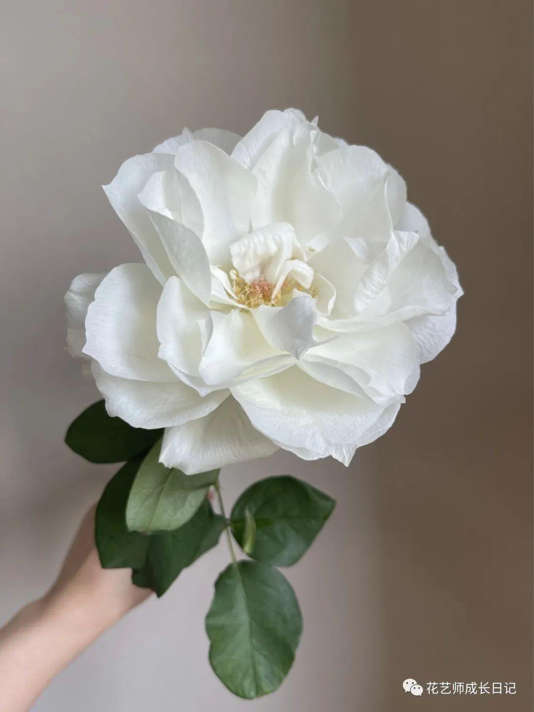 100朵玫瑰vol68日本玫瑰白勃艮第玫瑰洁白胜雪仙里仙气