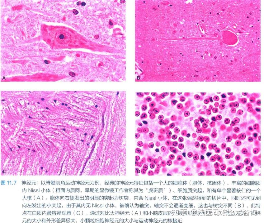 法医病理学——神经系统的细胞及其基本病变
