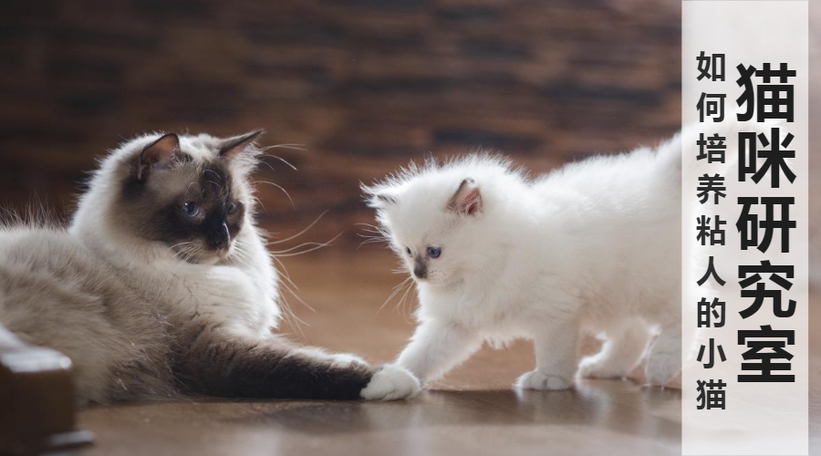 如何培养一只粘人的小猫 3个月的印记行为期决定终身 知乎