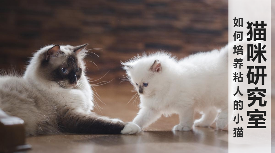 如何培养一只粘人的小猫 3个月的印记行为期决定终身 知乎 如何培养一只粘人的小猫 3个月的印记行为期决定终身 知乎