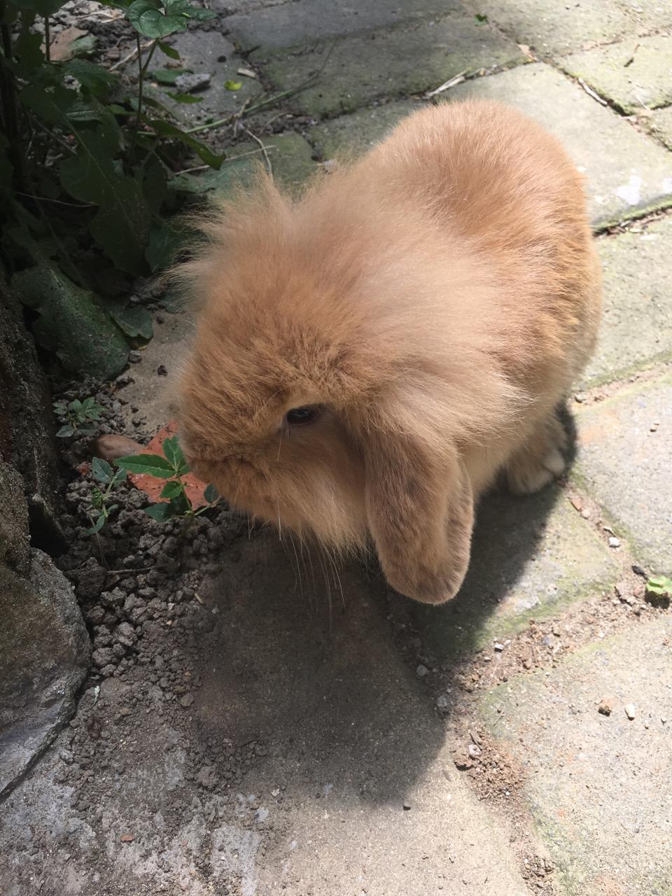 奶茶色的垂耳兔图片