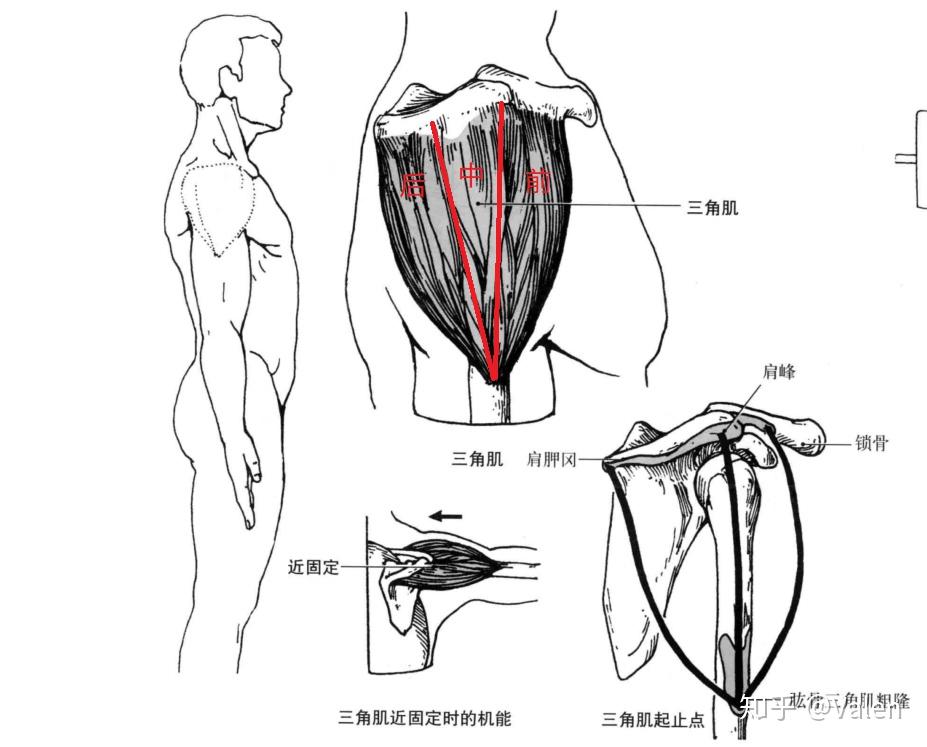 美丽芭蕾之天鹅臂测评