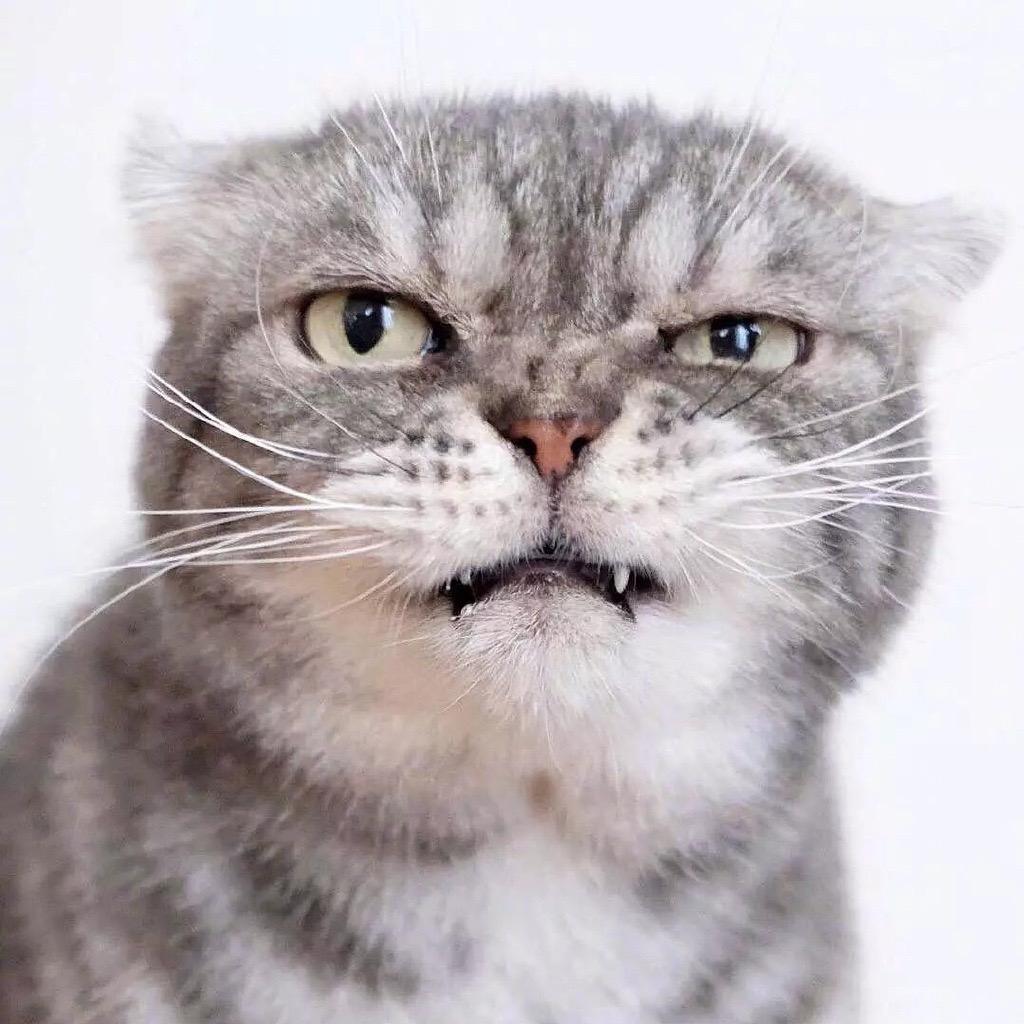 有没有敲可爱的猫咪头像