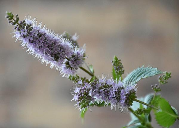 原来薄荷也开花 有点小浪漫 薄荷开花第一次见 你见过么 知乎 原来薄荷也开花 有点小浪漫 薄荷开花第一次见 你见过么 知乎