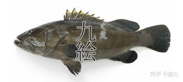 九绘 比起东星斑和老鼠斑 日本人更在意的石斑鱼是丑丑的它 知乎