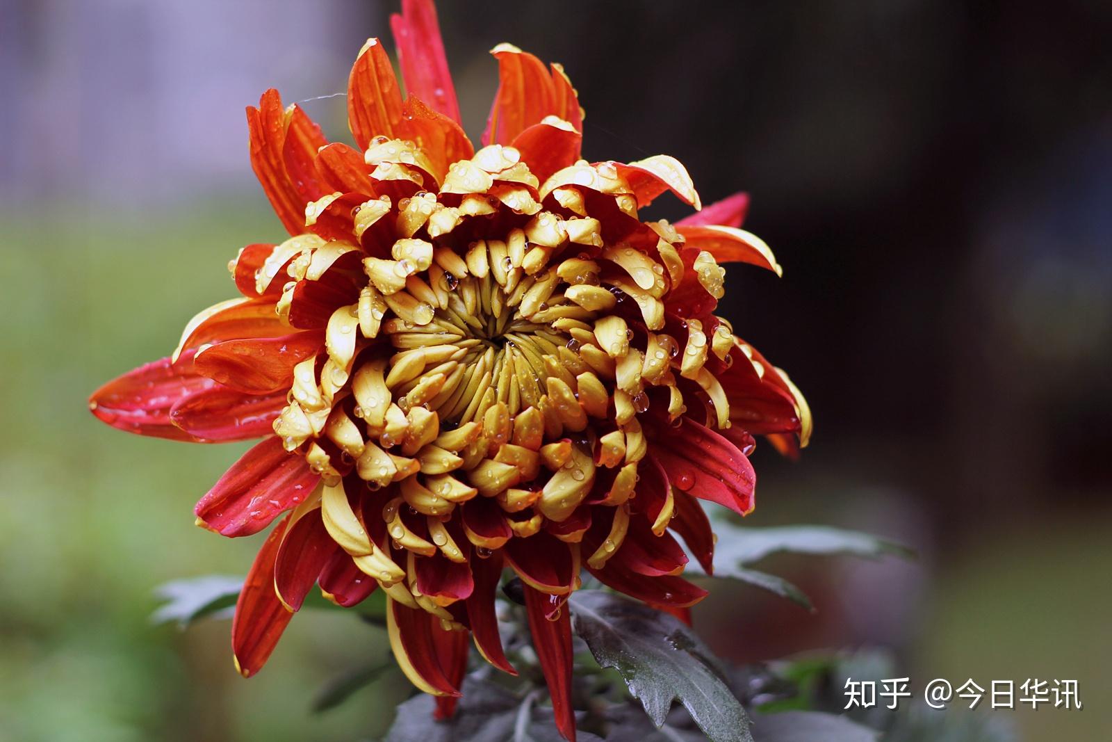 成都第五十七届菊花展开幕人民公园邀您来赏菊