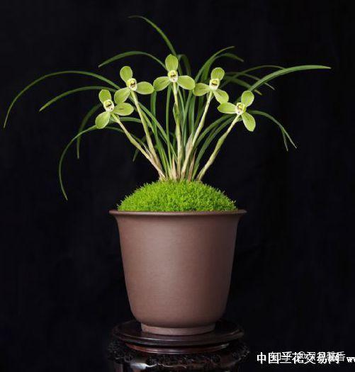 春兰名品:宋梅的故事 - 知乎