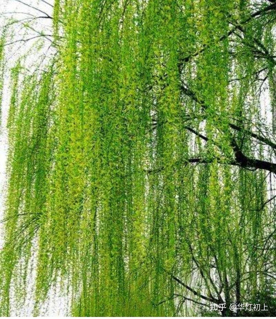 22,柳--李商隐曾逐东风拂舞筵,乐游春苑断肠天.