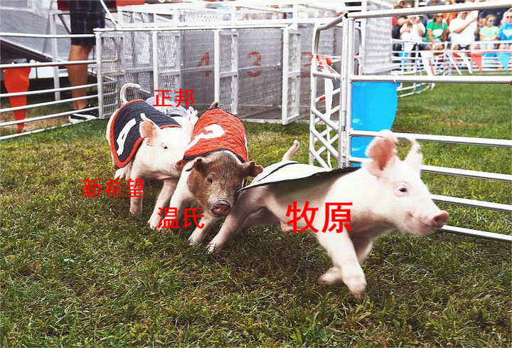 决战!5.2亿头猪、4362万头母猪!牧原、温氏、新希望押注新周期 - 知乎