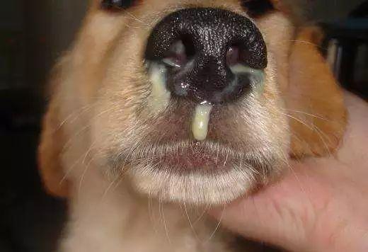 狗狗感冒咳嗽肺炎怎么办宠物干呕犬窝咳支气管炎发烧治疗方法