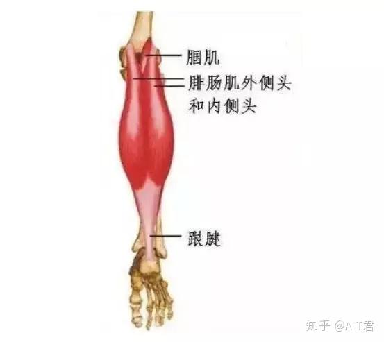 三头肌在哪个位置图片图片