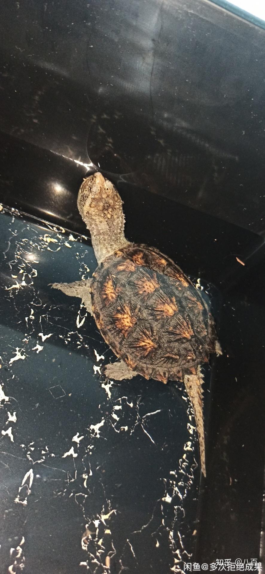 这只龟是纯佛吗