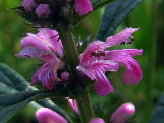 能缓解痛经的茺蔚简直是女生的福音