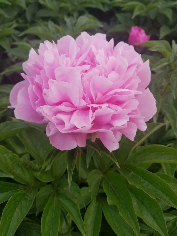 芍药 简单养护法 满枝都有花 知乎