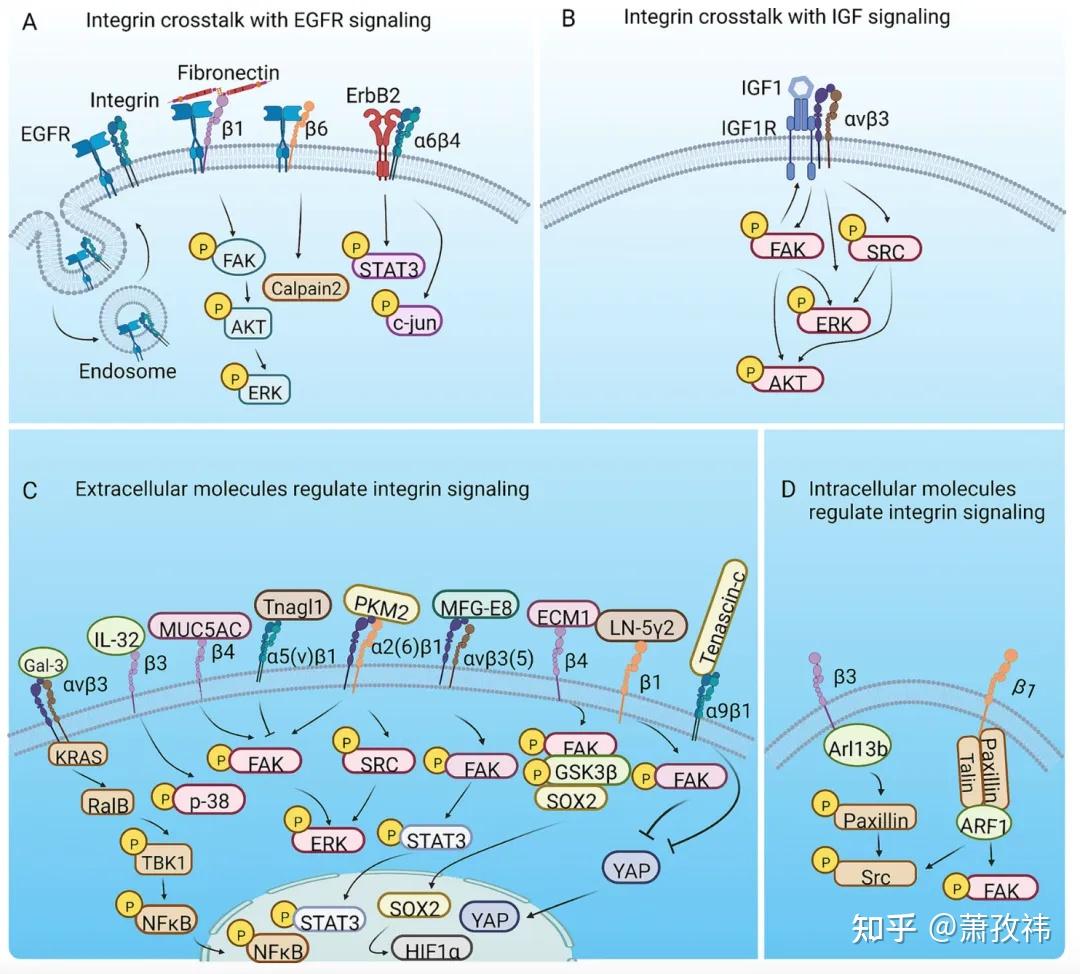 双向信号传导：整合素integrins - 知乎