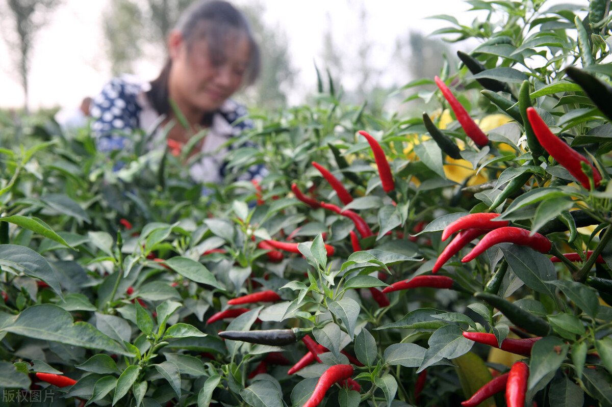 贵州黔西：辣椒丰收 助农增收_种植