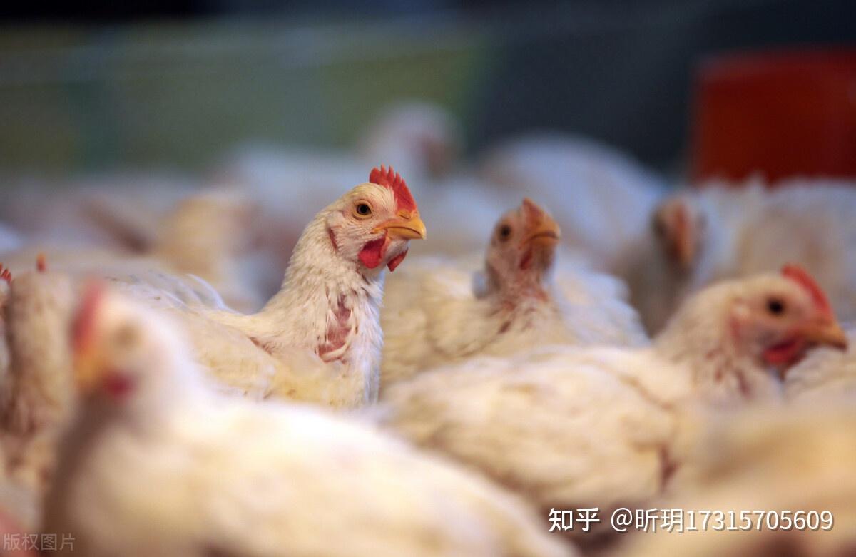 鸡拉红色粪便喂什么药  鸡拉血便如何治疗  鸡拉血便的原因引起的  鸡