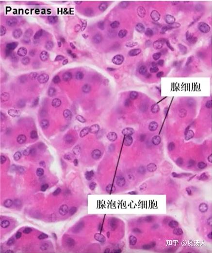 胰腺泡心细胞图片图片