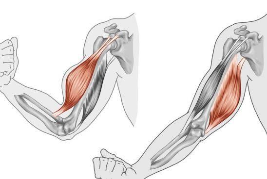 肌肉收缩状态图片