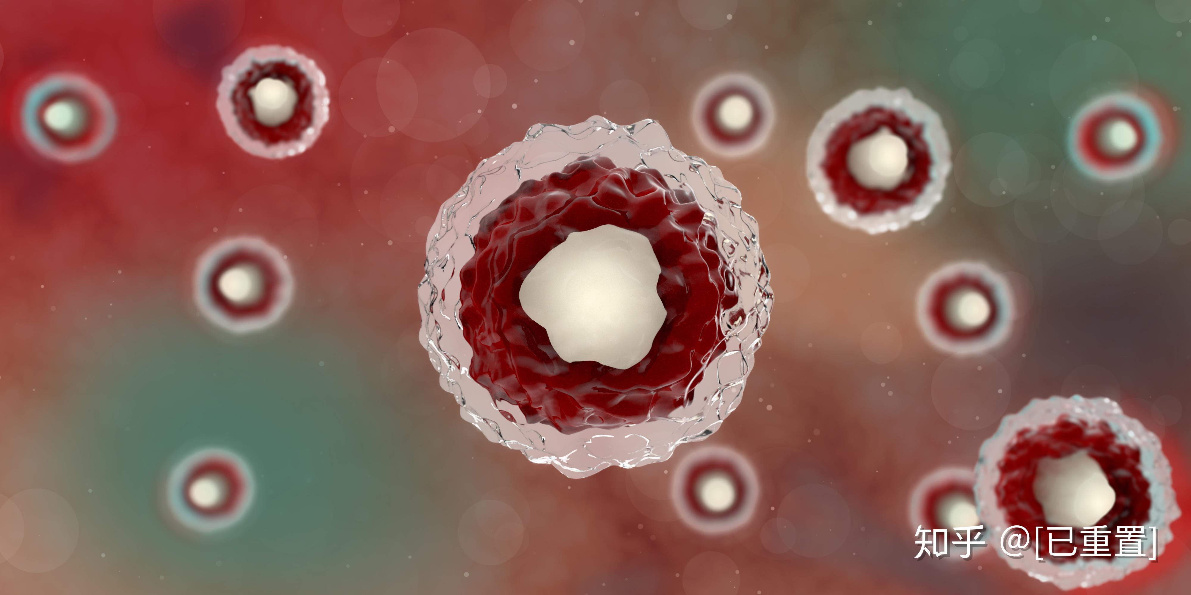 听说白细胞数值一旦减少会威胁生命是真的吗