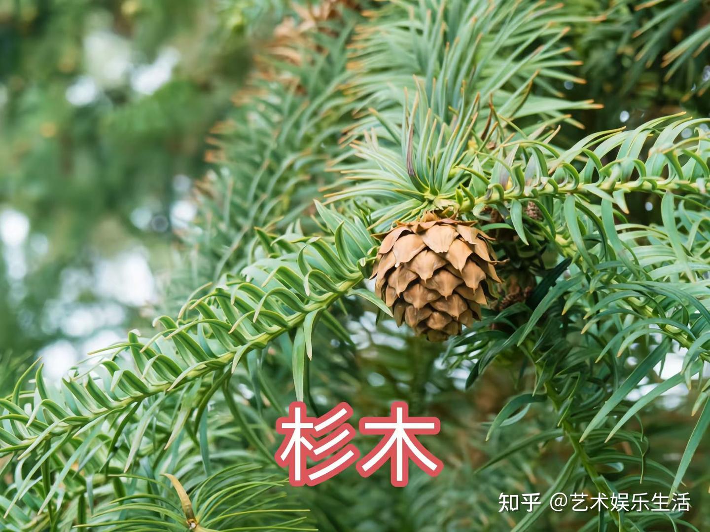 12种杉科植物,典型代表是116米高的北美红杉和5000多岁的巨杉 - 知乎