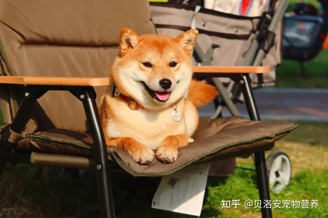 狗子会笑吗？原来事实是这样的！ - 知乎