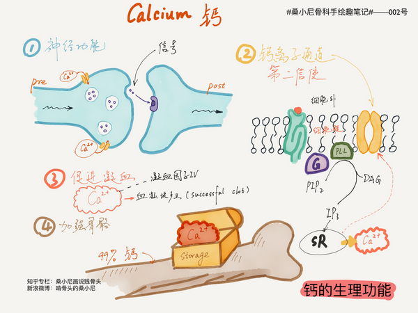 那些年吞下的钙片都进骨头了吗? - 知乎